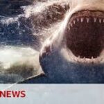 Sharks