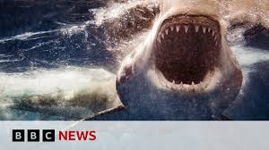 Sharks